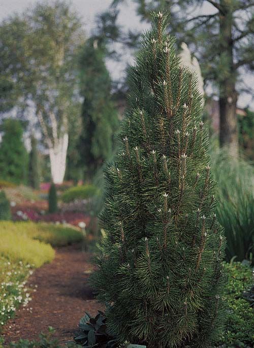 403,5.  Pinus nigra Komet ( 1,5)