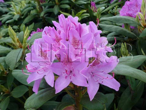 Rhododendron hybrida Roseum Elegans     -30C 90 ltr 100-130 € 601,82 45 136,19..jpg