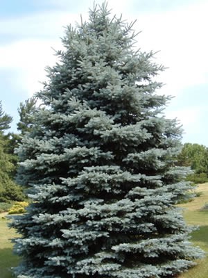 92.  Picea pungens Glauca_P9 20-30.jpg