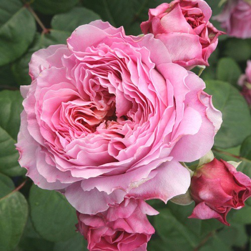 Rosa tea hybrid Eisvogel.jpg