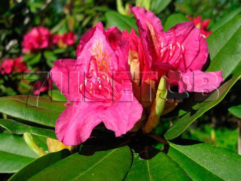 Rhododendron hybrida Dr.H.C. Dresselhuys   . .  -26C 90 ltr 150-200 € 656,19 49 214,32..jpg