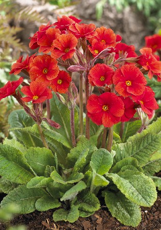 187,9.   (   1 .,   1.).jpg