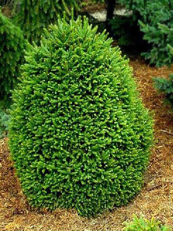 144,8.  Picea abies Ohlendorffii_P10,5 rond.jpg