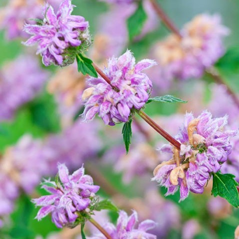 Phlomis tuberosa Amazone    € 1,19 86,87..jpg