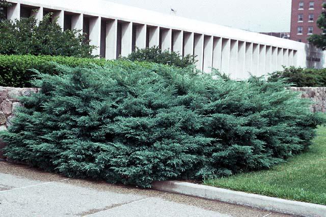 86,7.  Juniperus virginiana Hetz.jpg