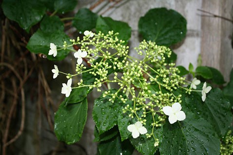 Schizophragma hydrangeoides Iwa–garami   - 2 ltr € 6,73 504,96..jpg