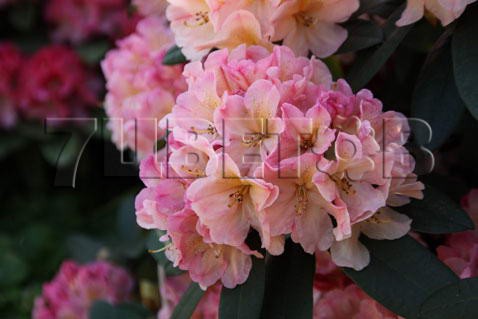 Rhododendron yakushimanum Percy Wiseman     -22C 15 ltr 30-40 € 42,96 3 221,97..jpg