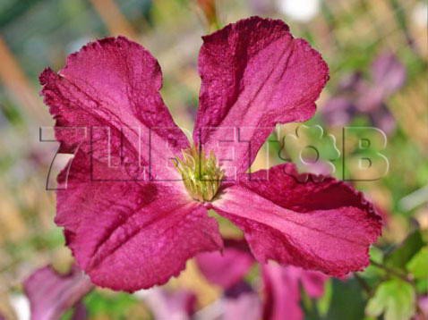 Clematis viticella Sodertalje   C 3 () 2 ltr € 6,04 453,21..jpg