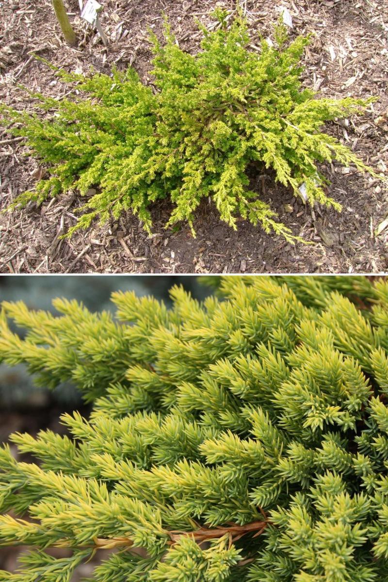 181,7.  Juniperus procumbens Kishiogima.jpg