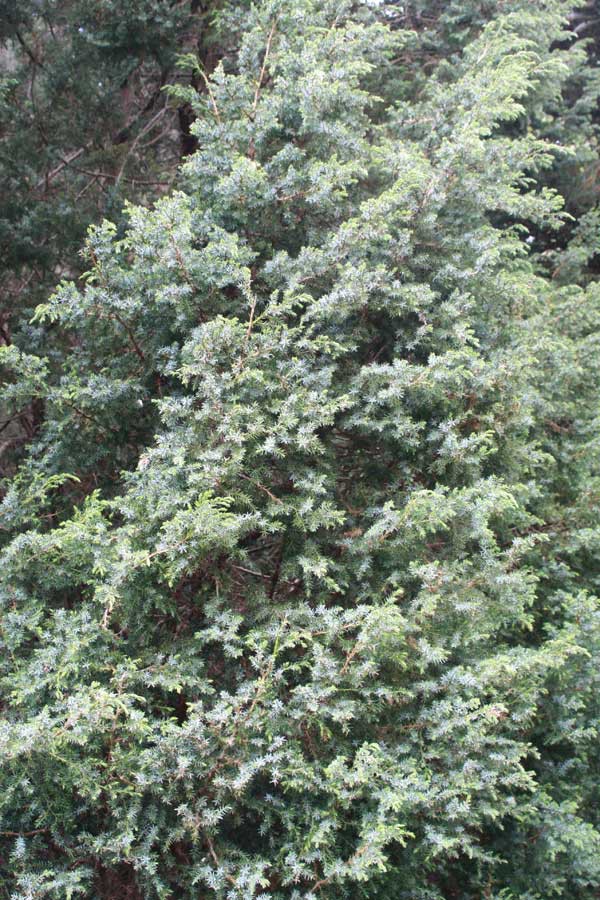 81,4.  Juniperus squamata Blue Alps.jpg