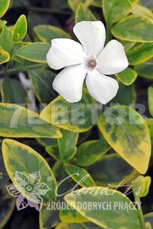 Vinca minor Alba Variegata     2 ltr € 3,91 293,46..jpg