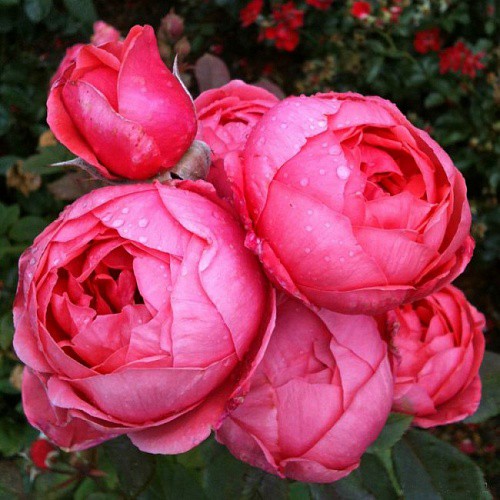 Rosa floribunda Gartenprinzessin Marie-José.jpg