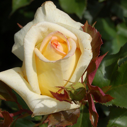 Rosa tea hybrid Golden Tower.jpg