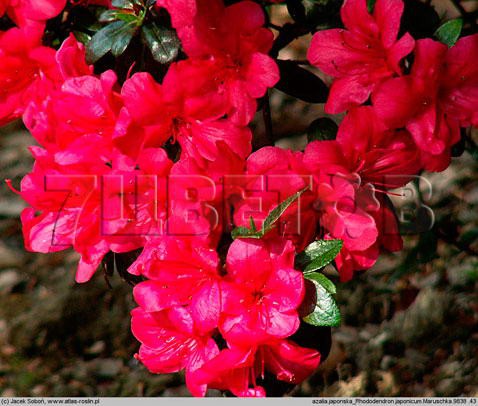 Azalea japonica Maruschka Азалия японская Марушка -22°C 1 ltr 8-12 € 4,14 310,49р..jpg