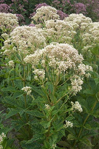 Eupatorium purpurea Snow Ball Посконник пурпурный Сноу Болл € 1,91 139,43руб..jpg
