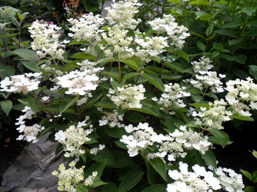  paniculata Dharuma 3 40-60-6,21.jpg