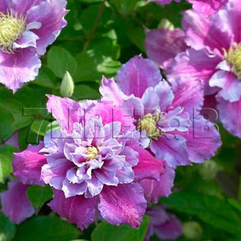 Clematis hybriden Piilu    2 () 2 ltr € 6,04 453,21..jpg