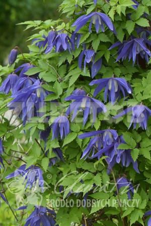 Clematis alpina Jiska    1 ( ) 2 ltr € 6,04 453,21..jpg