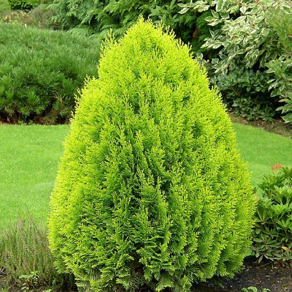 86,7.  Thuja occidentalis Aurea Nana.jpg