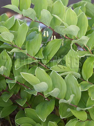 Polygonatum falcatum Variegatum    € 0,94 68,62..jpg