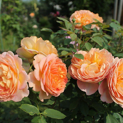 Rosa park Lady Of Shalott.jpg