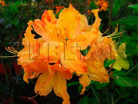 Azalea knap hill Sunte Nectarine Азалия нэп-хилл Санте Нектарина -27°C 15 ltr 70-90 € 40,06 3 004,47р..jpg