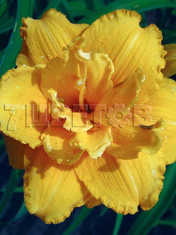 Hemerocallis Condilla Лилейник Кондилла € 1,22 89,06руб..jpg