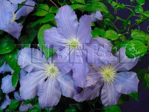 Clematis hybriden Vistula    3 () 2 ltr € 6,04 453,21..jpg