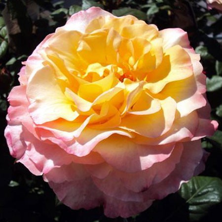 Rosa tea hybrid Aquarell.jpg