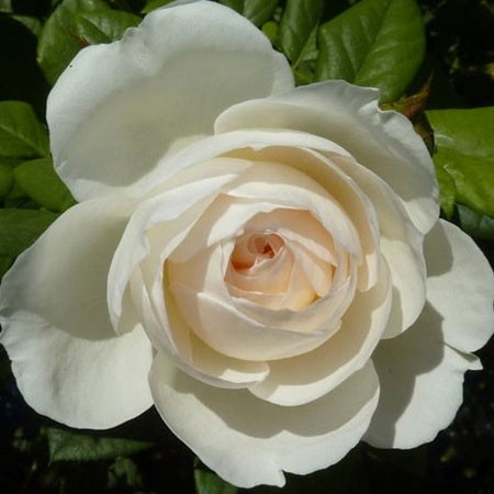 Rosa climbing Uetersener Klosterrose.jpg