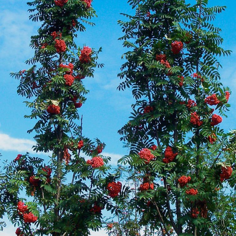  Sorbus aucuparia Fastigiata 5 60-80-14,90.jpg