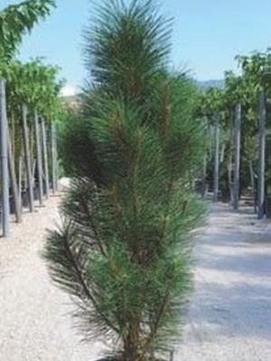 319.  Pinus nigra Hornibrookiana_P9.jpg