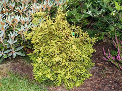 95,1.  Chamaecyparis obtusa Tsatsumi Gold_P9 10-15.jpg