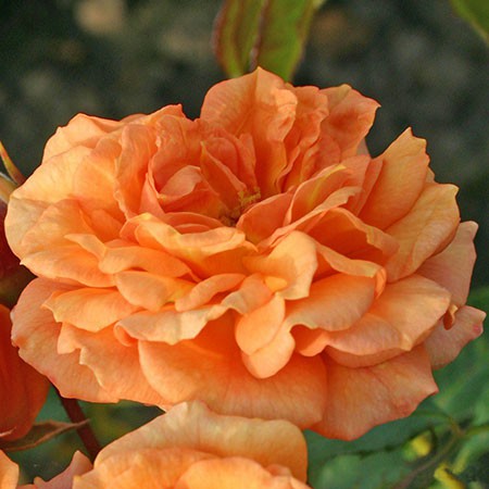 Rosa groundcover Bentheimer Gold.jpg