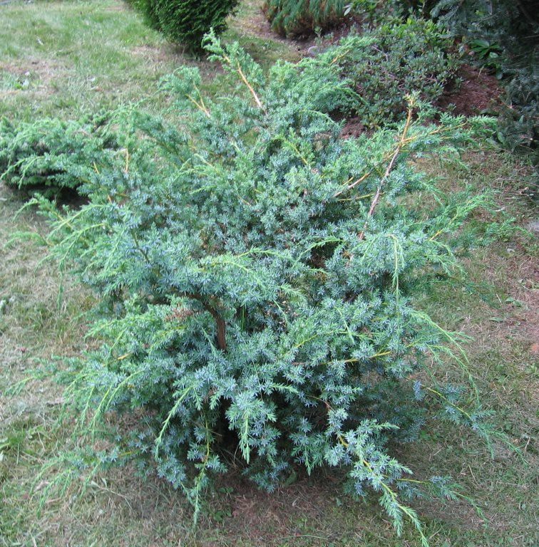 86,7.  Juniperus chinensis Blue Alps_P9 15-20.jpg