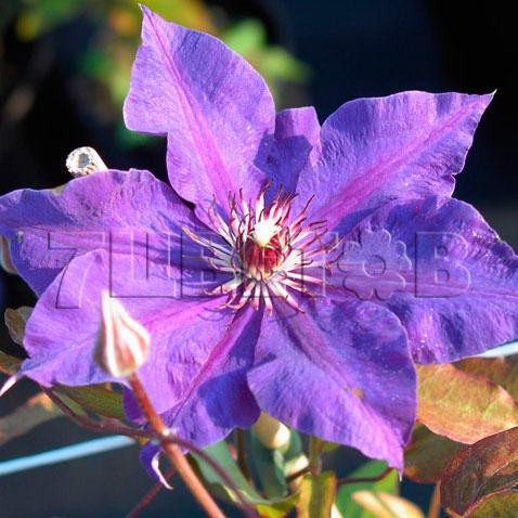 Clematis hybriden The President     2 () 2 ltr € 6,04 453,21..jpg