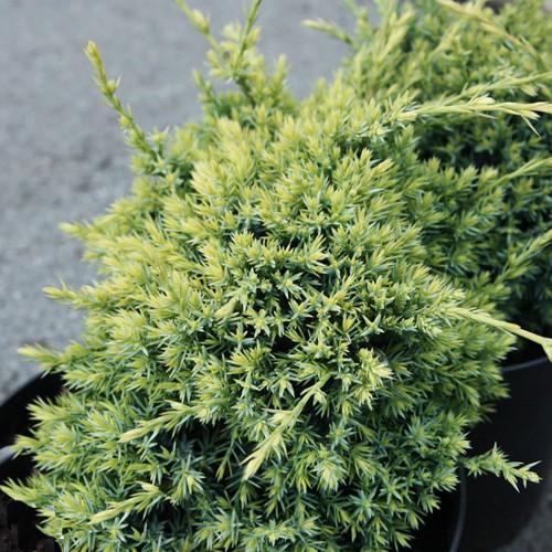 102,5.  Juniperus squamata Gold Tip_P9 15-20.jpg