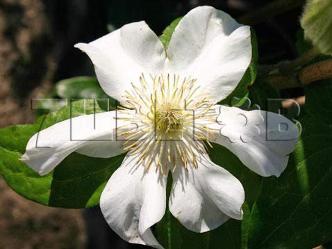 Clematis hybriden Toki    2 () 2 ltr € 6,04 453,21..jpg