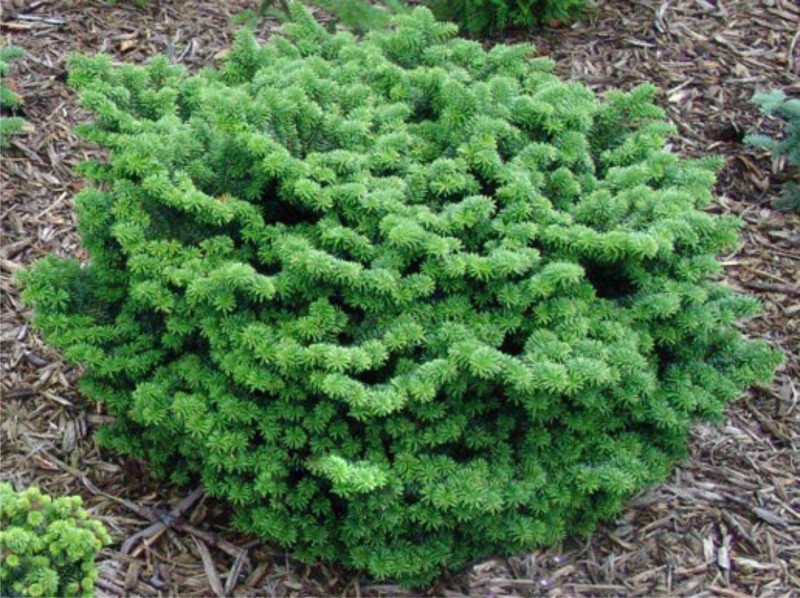 139,5.  Abies balsamea Nana_P9.jpg