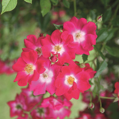 Rosa climbing Libertas.jpg