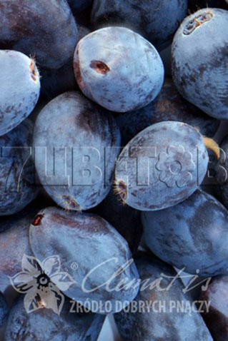 Lonicera kamtschatica Blue Velvet     2 ltr € 4,95 371,08..jpg