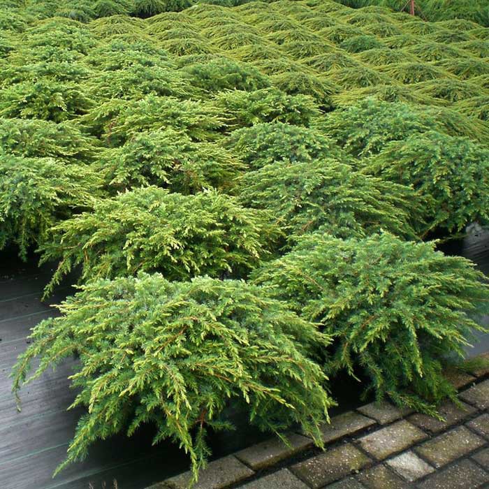 86,7.  Juniperus communis Repanda.jpg