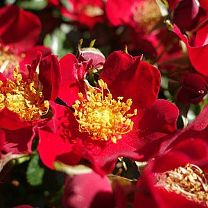 Rosa patio Bienenweide Rot.jpg