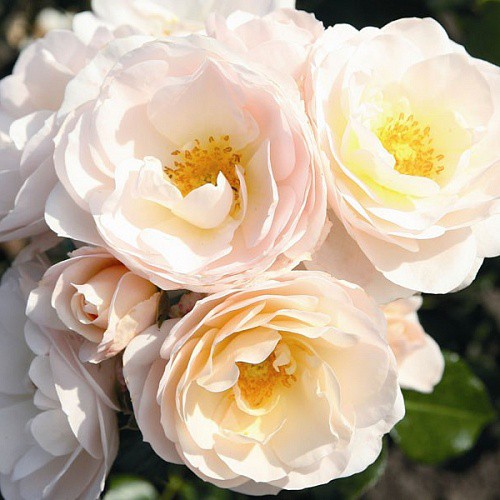 Rosa floribunda Sirius.jpg