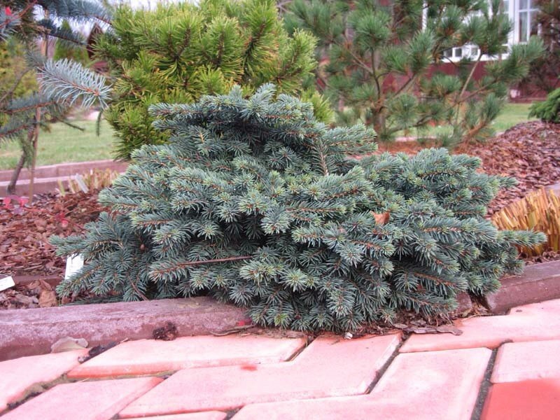 123,6.  Picea abies Waldbrund_P9.jpg