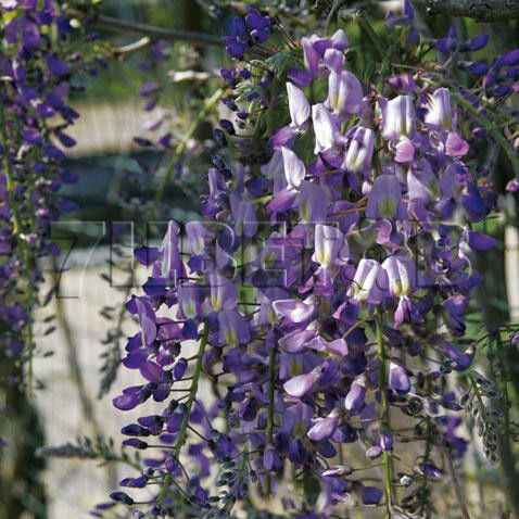 Wisteria floribunda Domino    2 ltr € 7,77 582,58..jpg