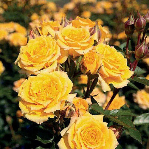 Rosa miniature Yellow Clementine.jpg