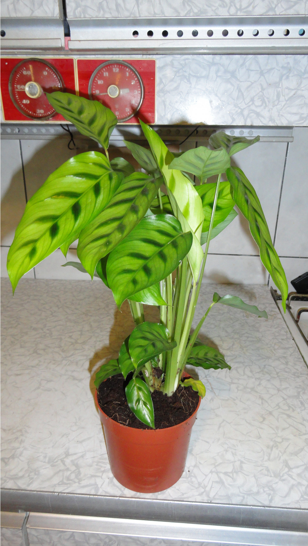  (Calathea leopardina)--350- 400  .
