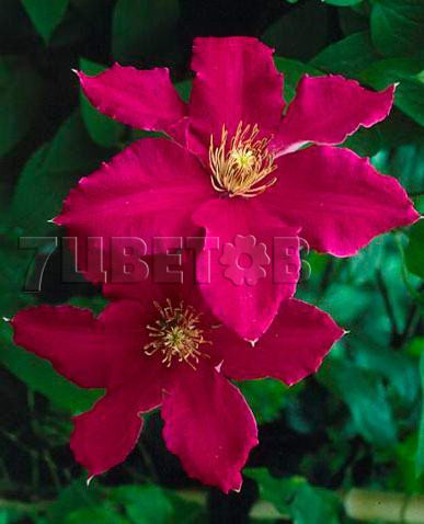 Clematis hybriden Ernest Markham     3 () 2 ltr € 6,04 453,21..jpg