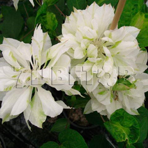 Clematis hybriden Yukiokoshi    2 () 2 ltr € 6,57 492,58..jpg